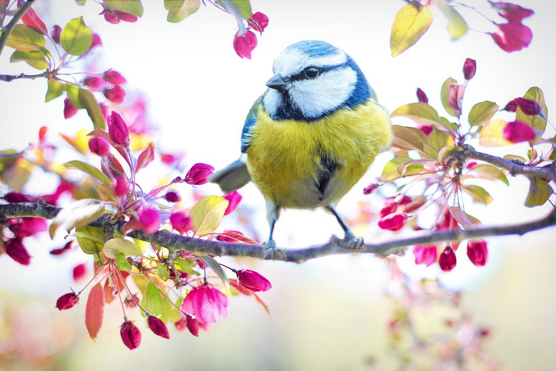 Spring bird